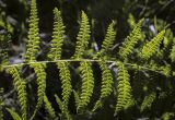 Thelypteris palustris. Часть спороносящей вайи (абаксиальная поверхность). Пермский край, г. Пермь, Кировский р-н, ООПТ \"Утиное болото\", заросли ивы по краю болота. 20.08.2023.