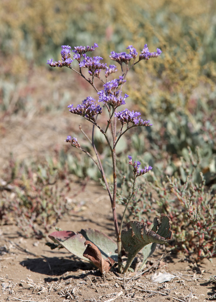 Изображение особи Limonium scoparium.