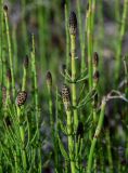 Equisetum fluviatile