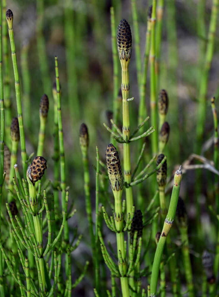 Изображение особи Equisetum fluviatile.