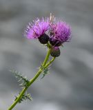 Cirsium uliginosum. Верхушка побега с соцветиями. Северная Осетия, Алагирский р-н, окр. пос. Верхний Фиагдон, каменистый берег реки, у воды. 23.07.2022.