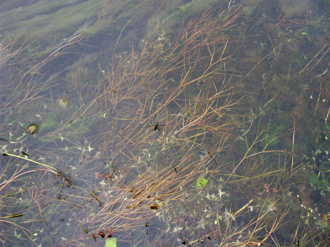 Изображение особи Potamogeton pectinatus.