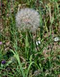 род Tragopogon