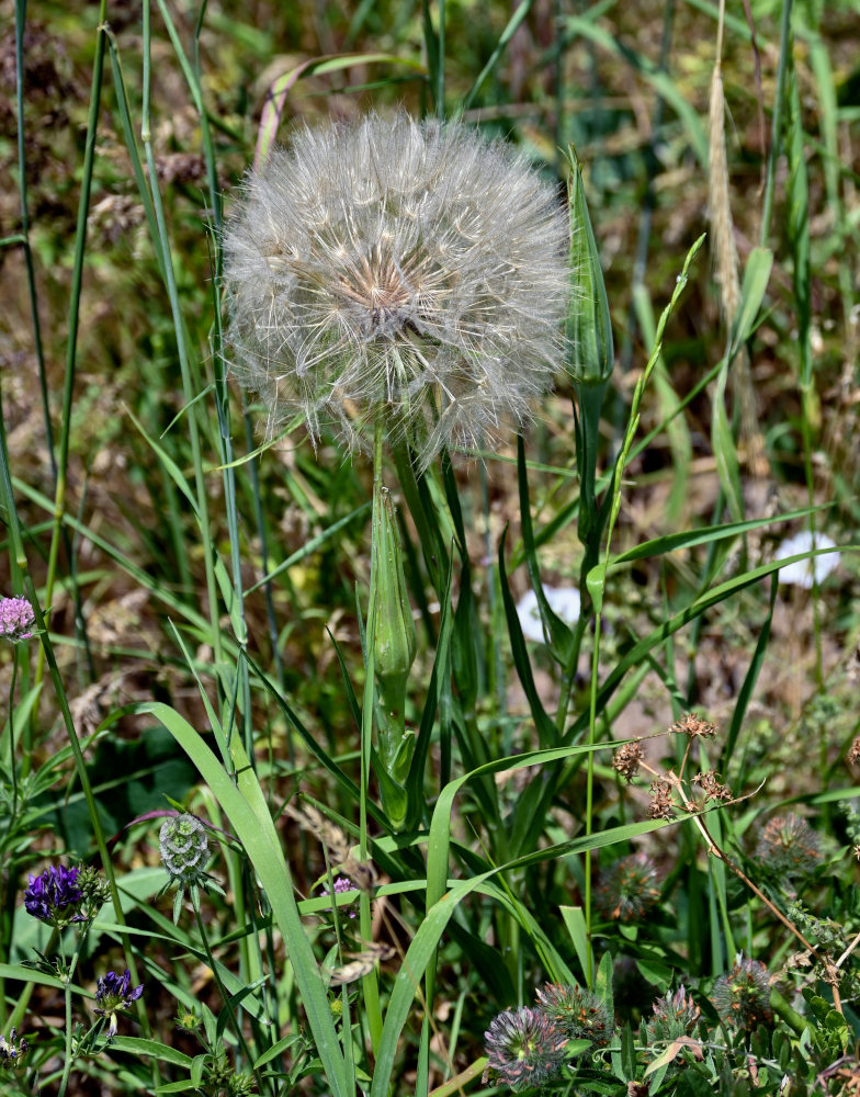 Изображение особи род Tragopogon.