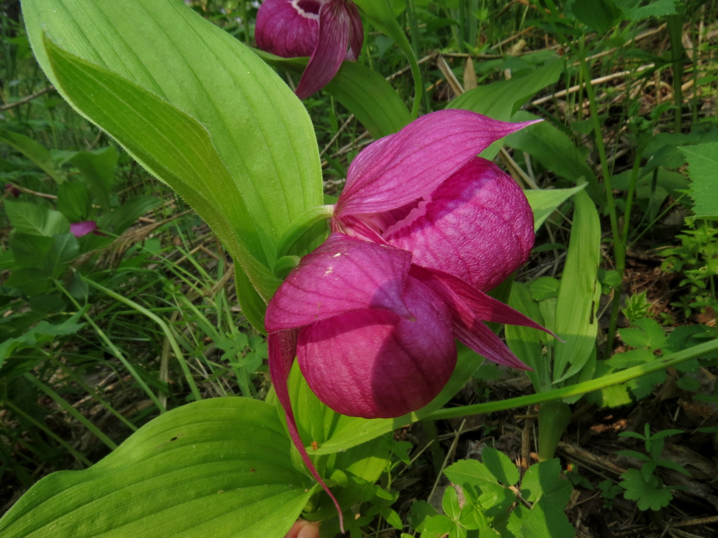 Image of Cypripedium macranthos specimen.