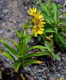 Arnica sachalinensis. Цветущее растение. Сахалин, Корсаковский гор. округ, гора Бережная, каменистый склон. 25.08.2022.