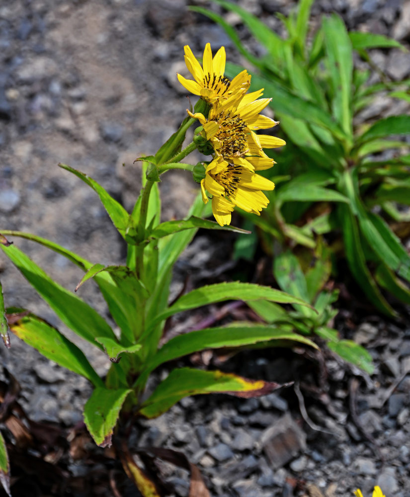 Изображение особи Arnica sachalinensis.