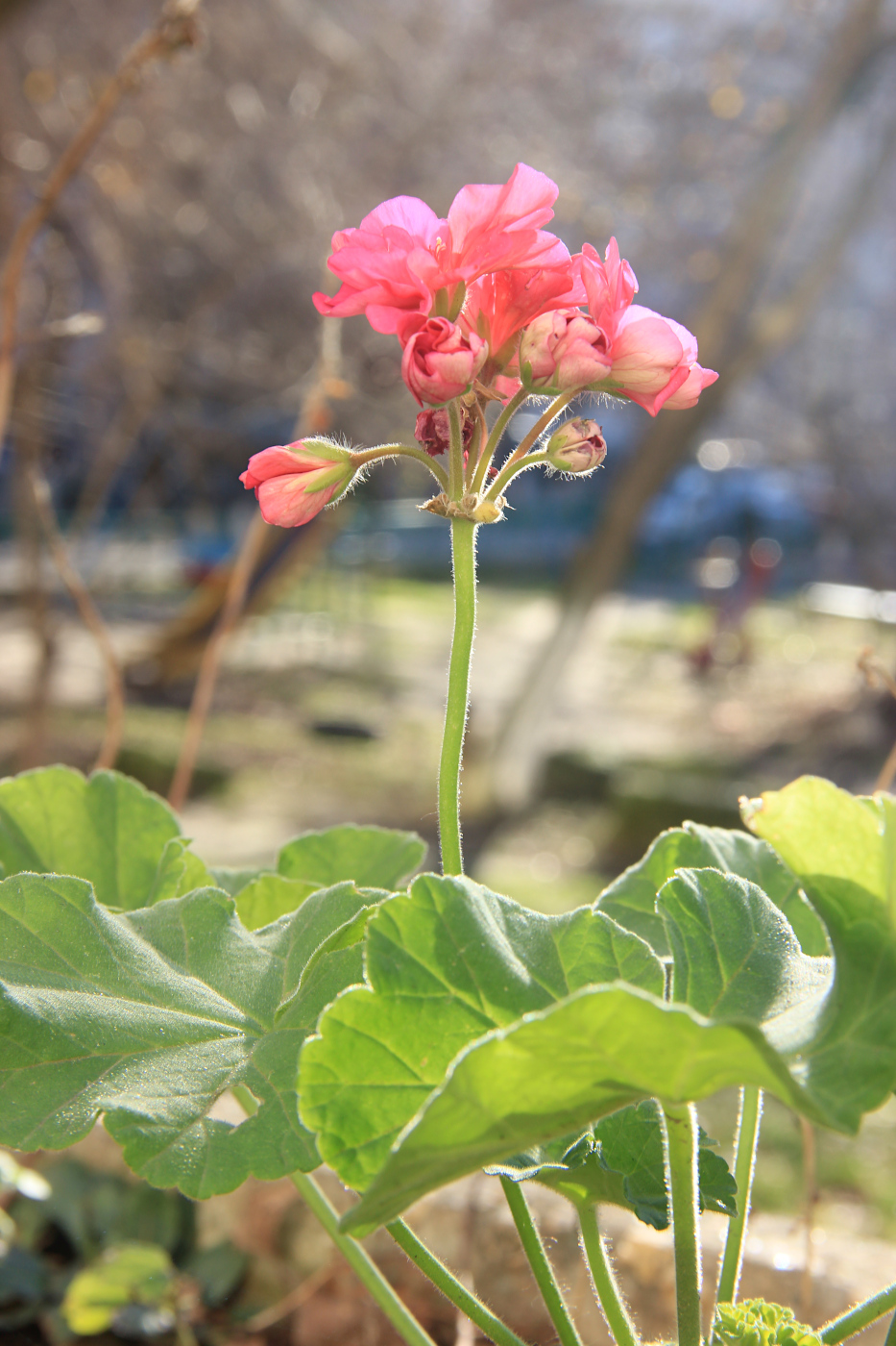 Image of Pelargonium hortorum specimen.