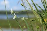 Stellaria palustris. Соцветие с цветками и плодами. Беларусь, Витебская обл., дер. Сурмино, берег озера, суходольный луг на песке, окрайка травяной дернины у воды. 24.06.2023.