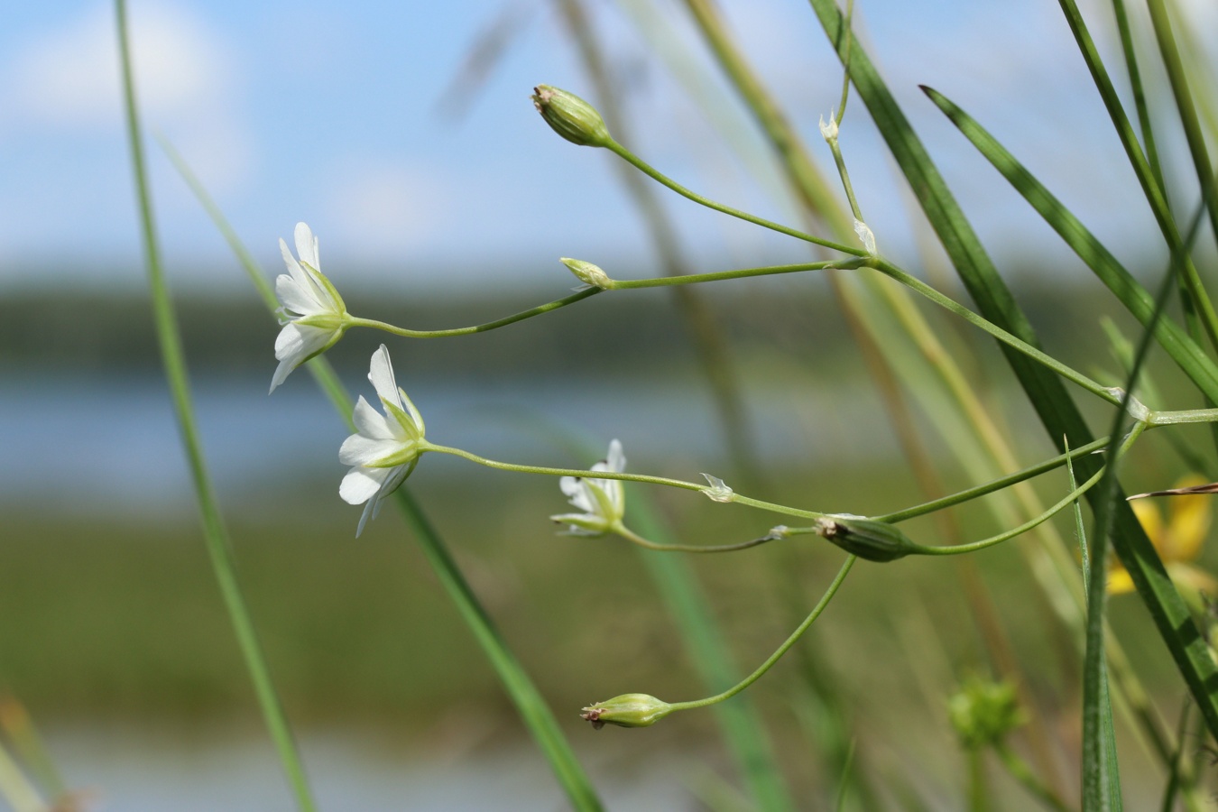 Image of Stellaria palustris specimen.
