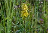 Solidago virgaurea