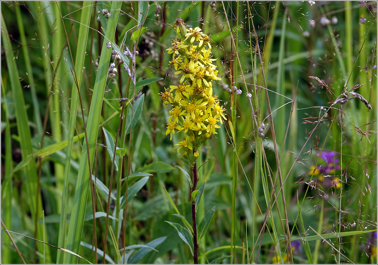 Изображение особи Solidago virgaurea.