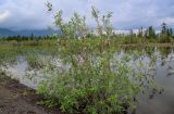 genus Salix. Плодоносящее растение. Красноярский край, Таймырский Долгано-Ненецкий р-н, плато Путорана, устье р. Кутарамакан, затопленная часть каменистого пляжа. 23.07.2023.