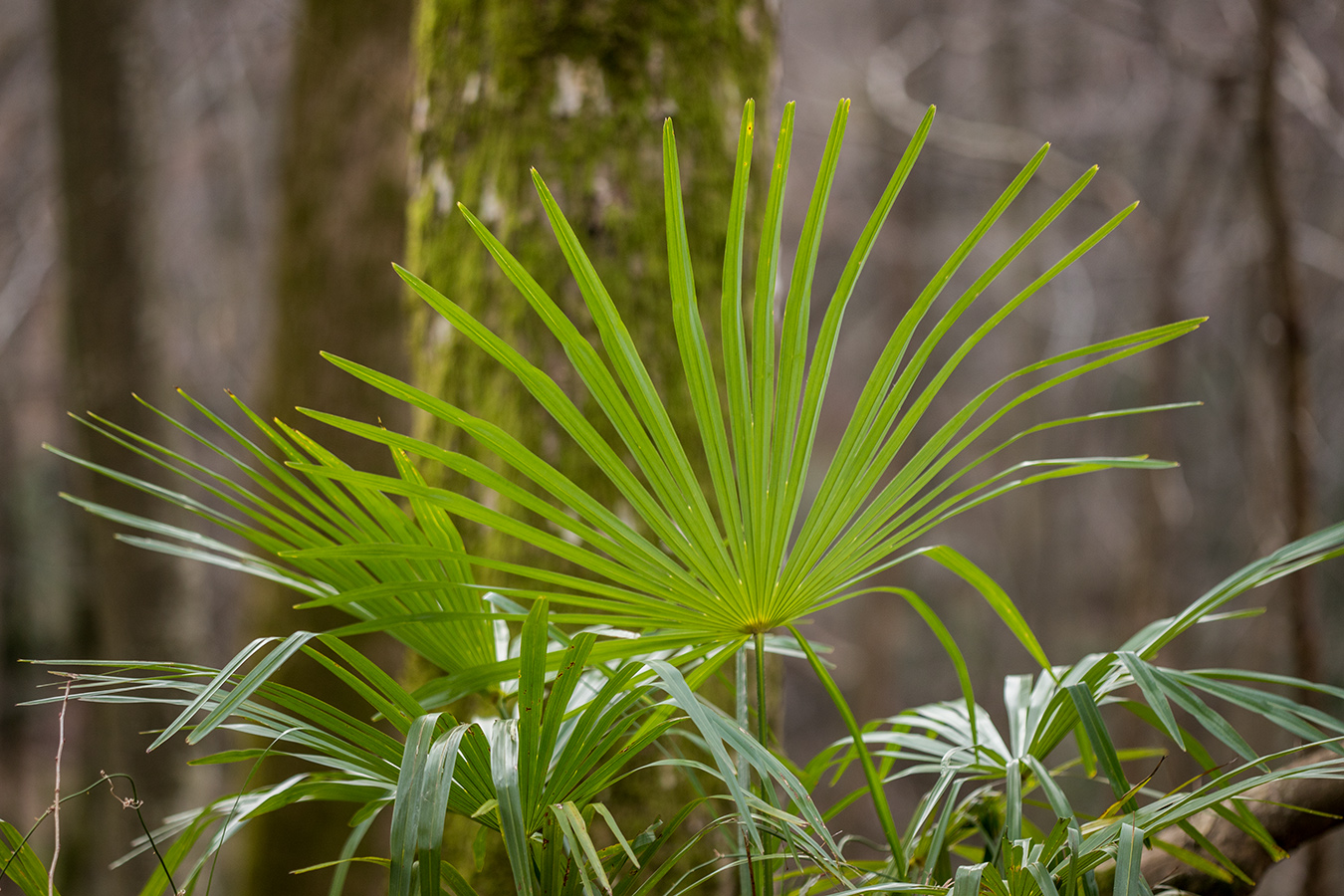 Изображение особи Trachycarpus fortunei.