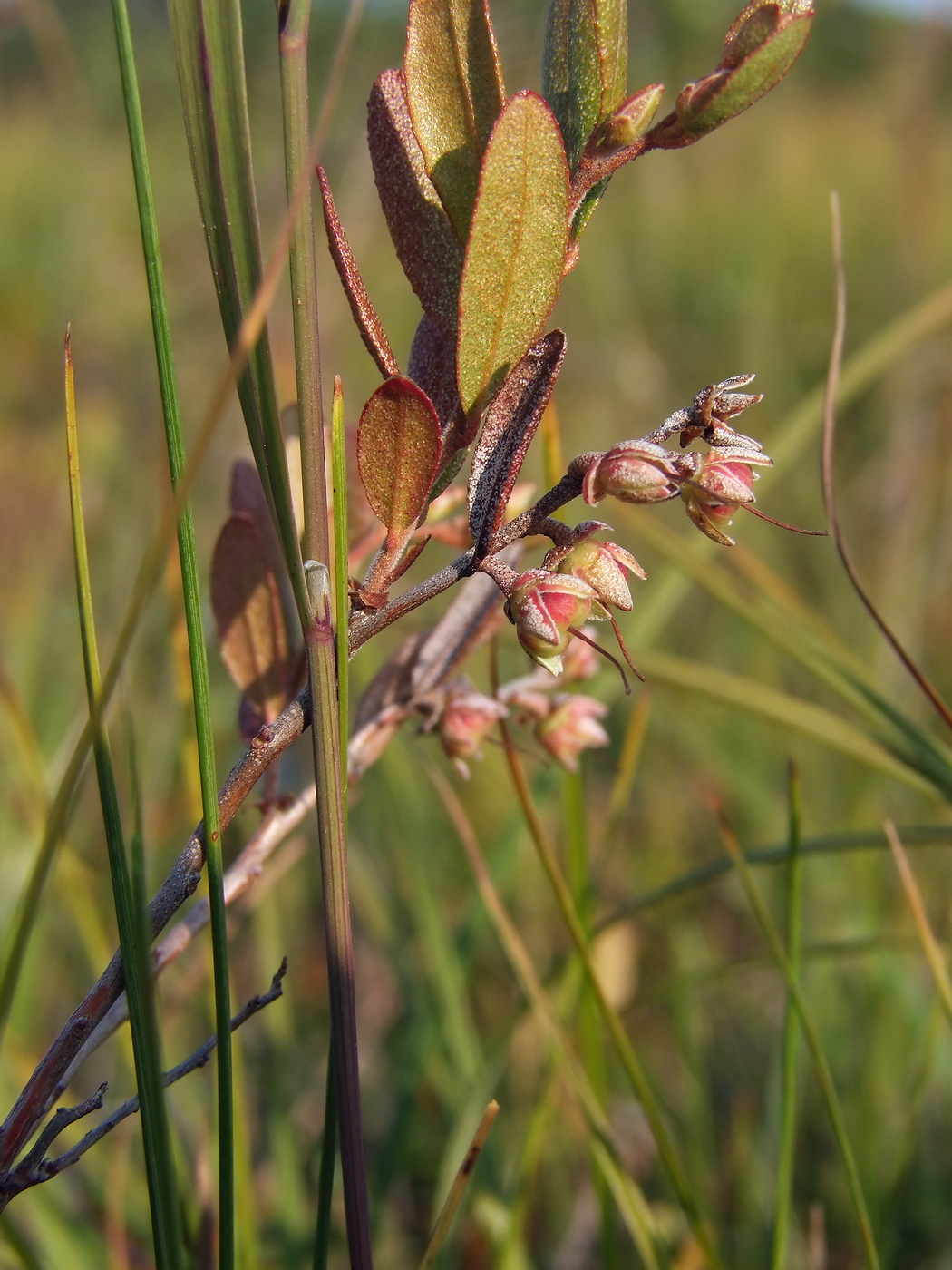 Изображение особи Chamaedaphne calyculata.