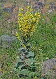 Verbascum speciosum