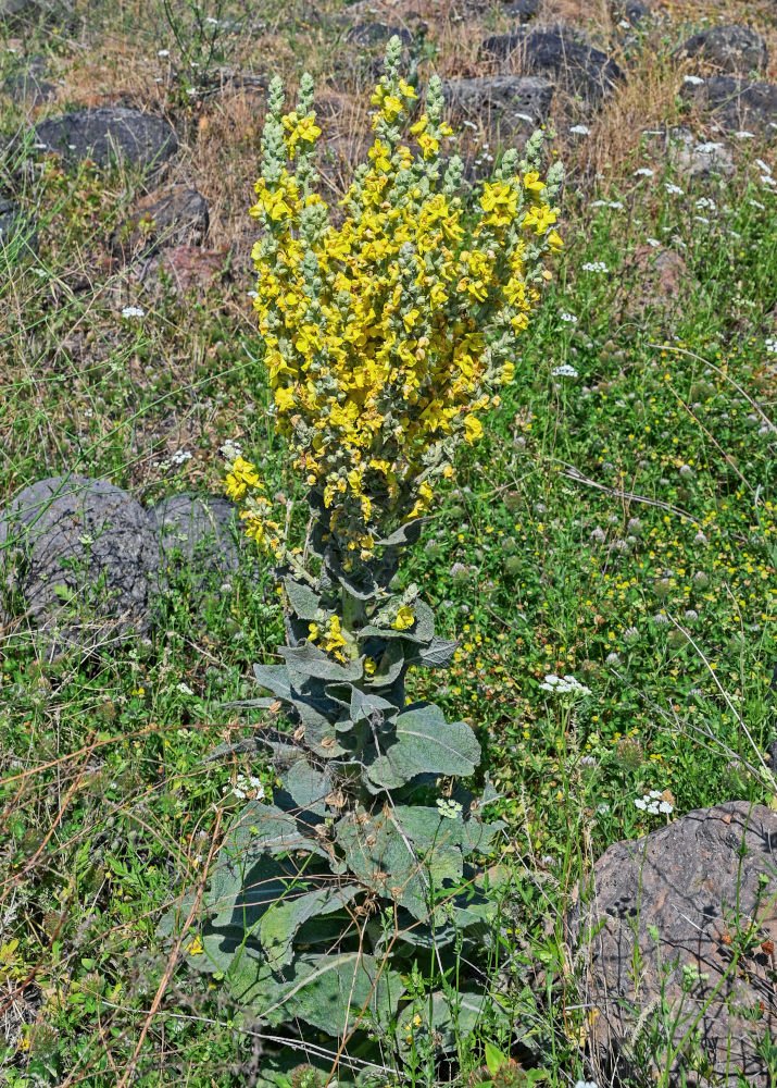 Image of Verbascum speciosum specimen.