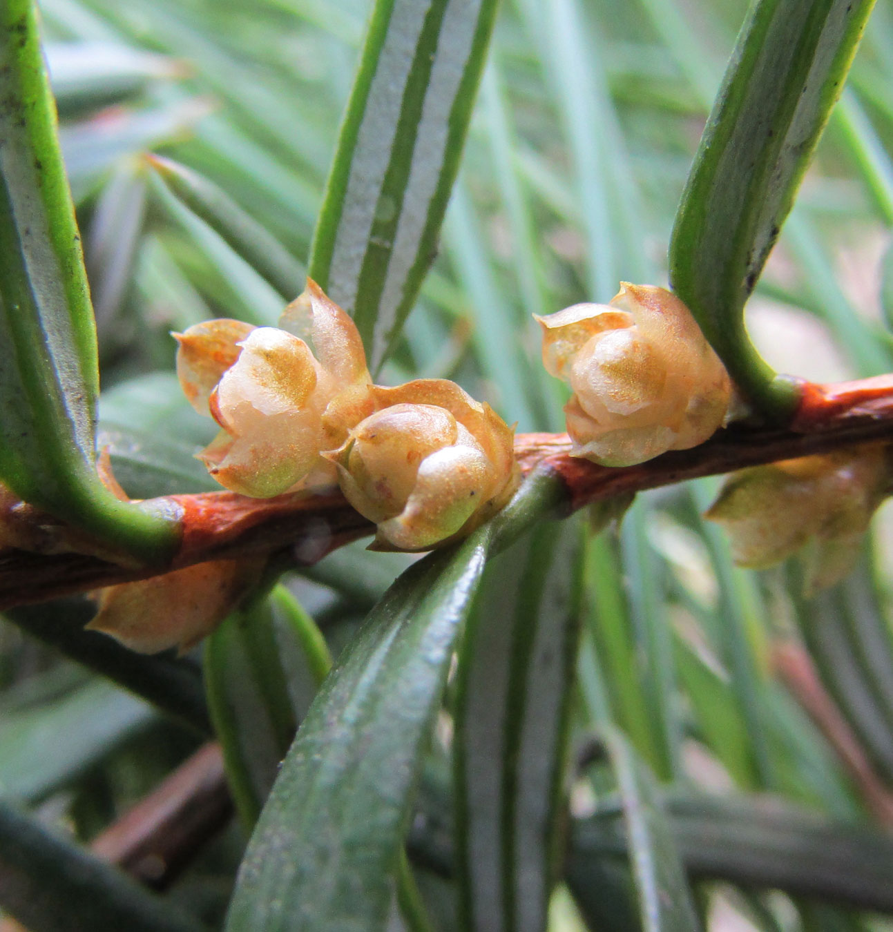 Image of Pseudotaxus chienii specimen.