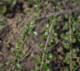 Cotoneaster horizontalis