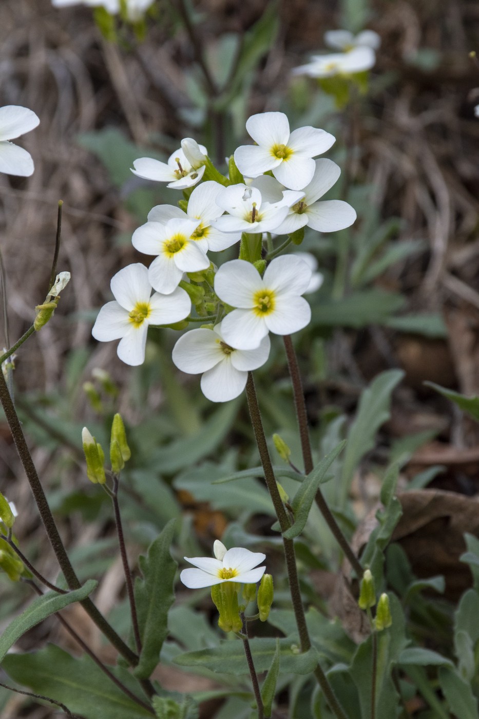 Изображение особи Arabis caucasica.