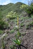 Eremurus fuscus