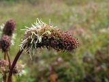 Sanguisorba alpina. Соцветие. Горный Алтай, Семинский перевал. 18.08.2010.