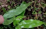 Pteris deltodon
