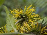 Telekia speciosa