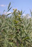 Inula helenium