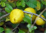 Chaenomeles japonica