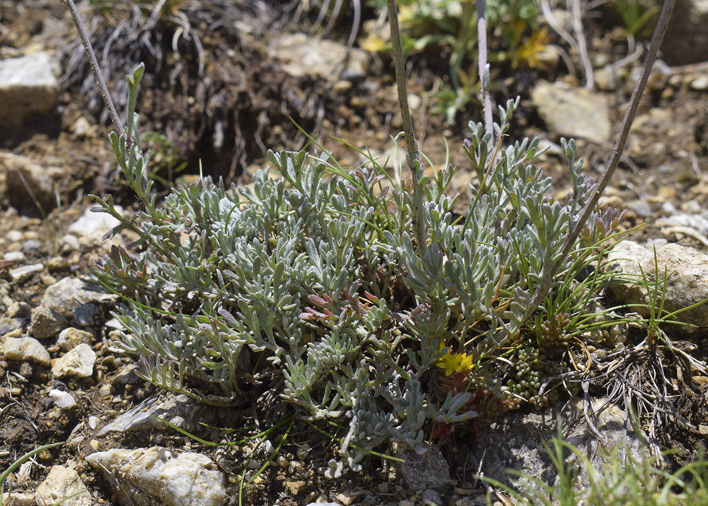 Image of Anthemis carpatica specimen.