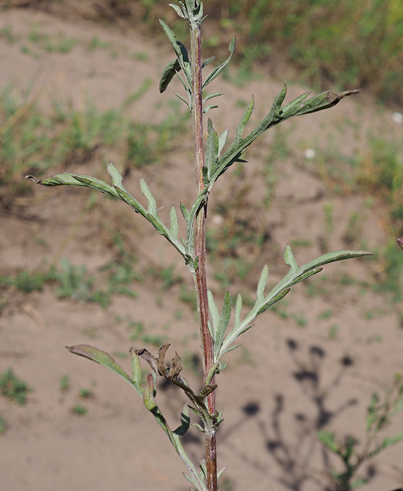 Image of genus Centaurea specimen.