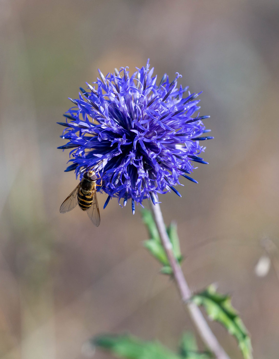 Изображение особи Echinops tataricus.