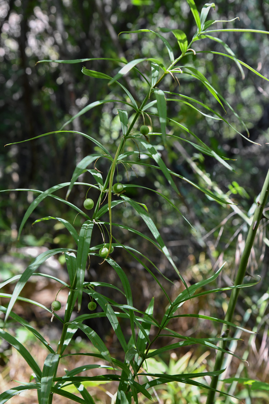 Image of Polygonatum sewerzowii specimen.