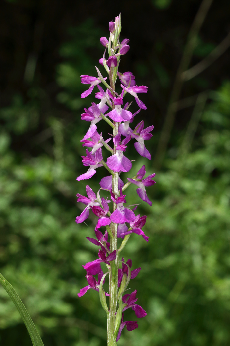 Image of Anacamptis laxiflora ssp. dielsiana specimen.