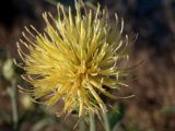 Centaurea salonitana