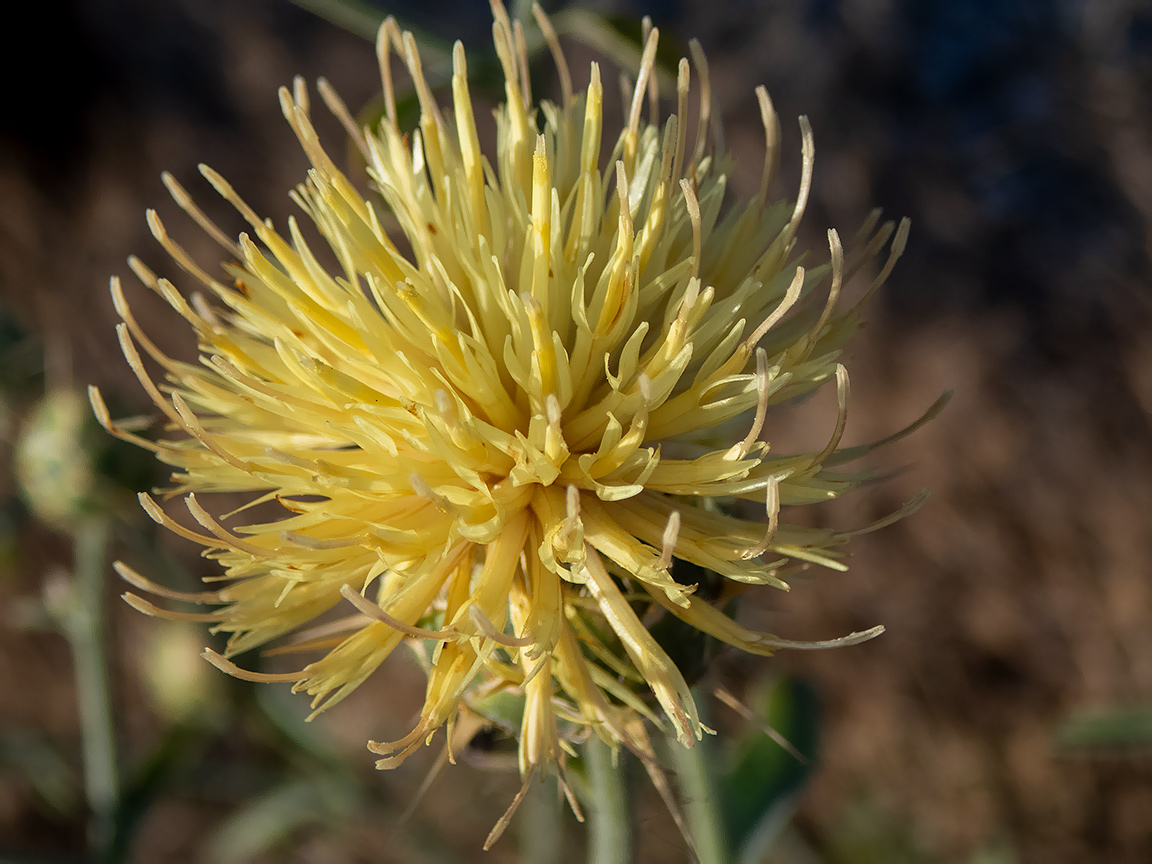 Image of Centaurea salonitana specimen.
