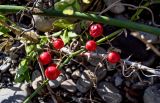 Smilax excelsa