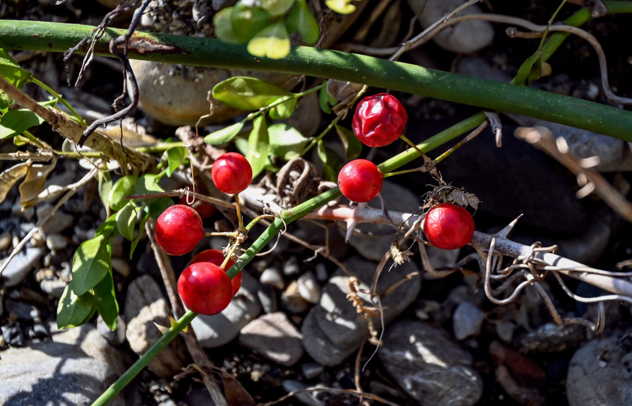 Изображение особи Smilax excelsa.