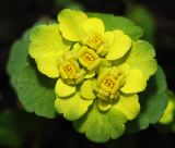 Chrysosplenium sibiricum