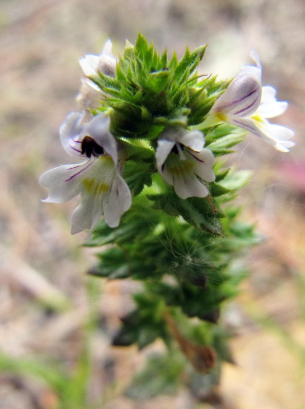 Изображение особи Euphrasia frigida.