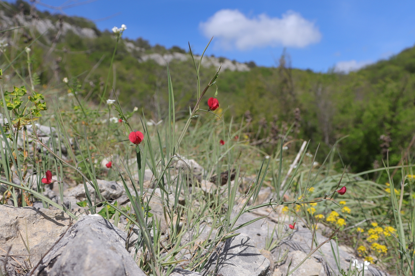 Image of Lathyrus setifolius specimen.