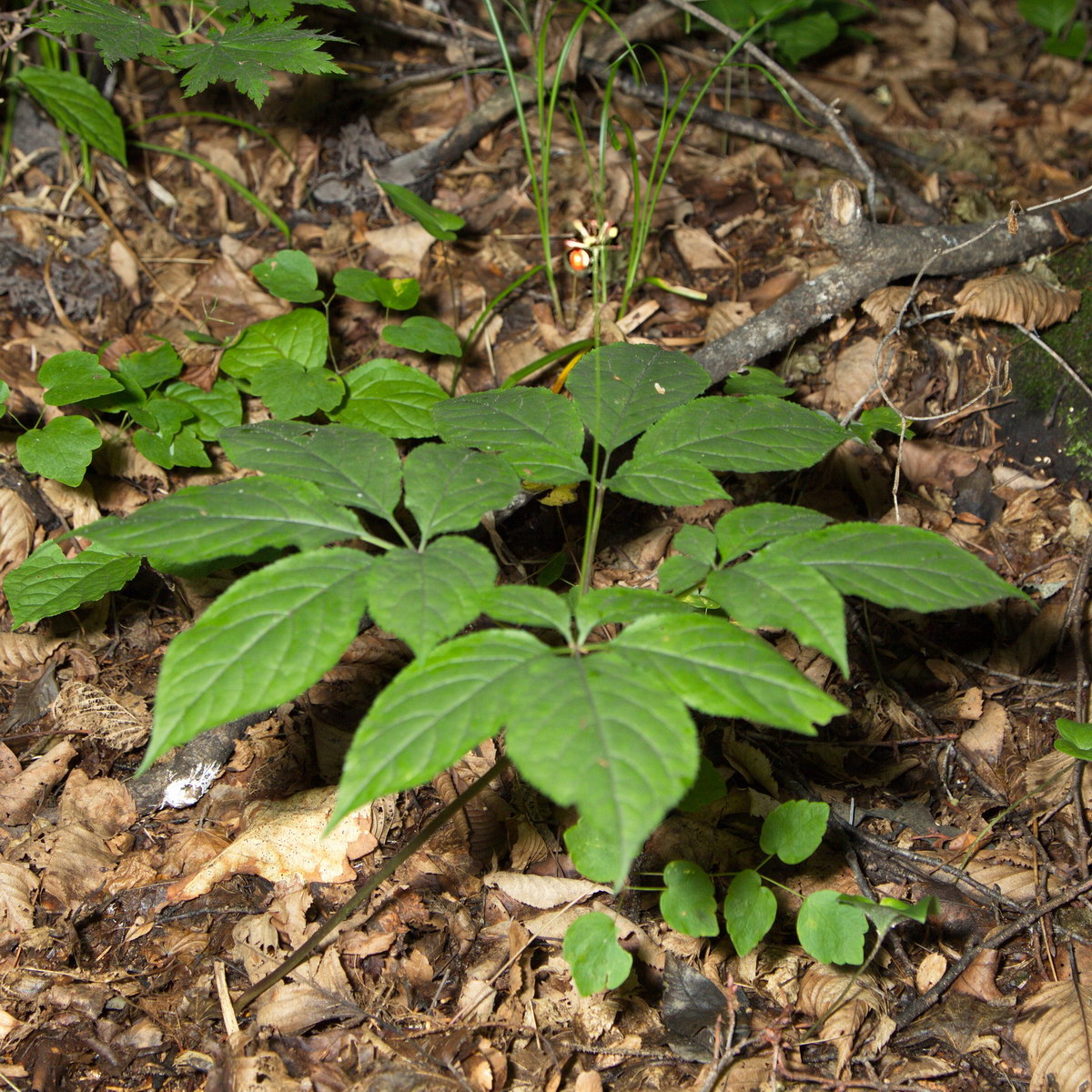Image of Panax ginseng specimen.