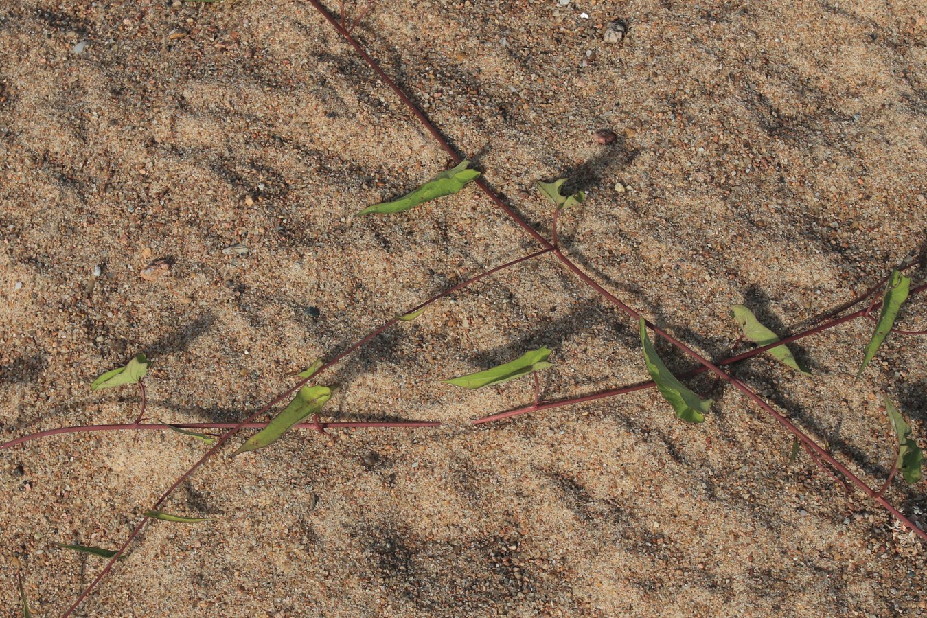 Image of Calystegia spectabilis specimen.
