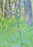 Serratula coronata