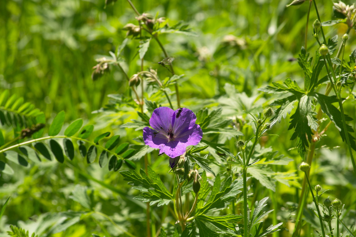 Image of genus Geranium specimen.