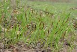 Carex supina