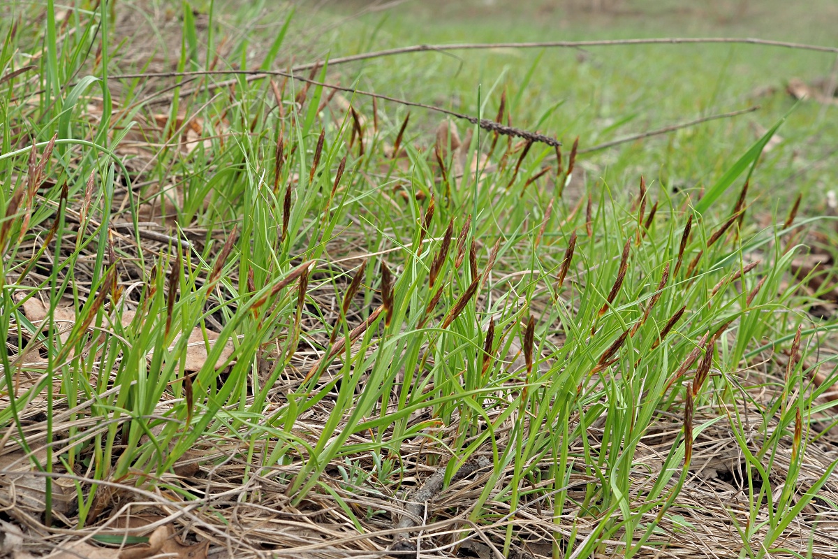 Image of Carex supina specimen.