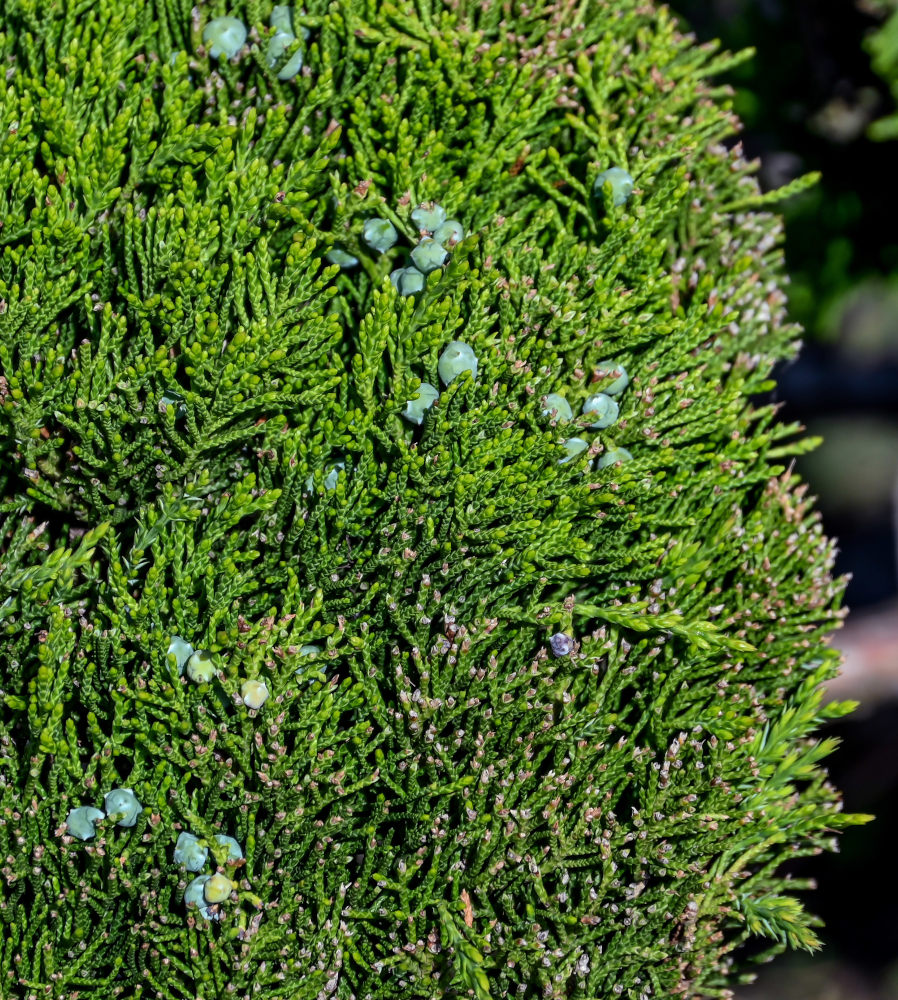 Изображение особи род Juniperus.