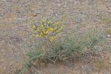 Caragana pygmaea